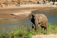 An elephant feeding on reeds along the Olifants River