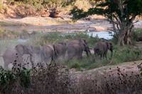 A small breeding herd of elephant moving towards the river