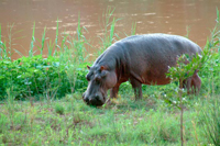 A hippo grazing along the Olifants River