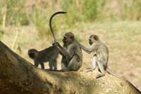 Vervet monkeys sitting on a Sycamore Fig branch