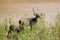 Waterbuck feeding on reeds along the Olifants River